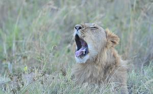 KENIA-NAROK-RESERVA NACIONAL MASAI MARA