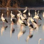 CHINA-TIANJIN-RESTAURACION DE HUMEDAL