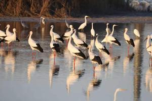 CHINA-TIANJIN-RESTAURACION DE HUMEDAL
