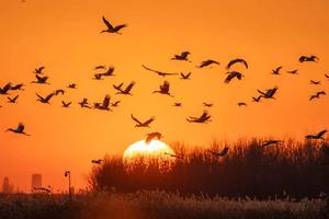 CHINA-TIANJIN-RESTAURACION DE HUMEDAL