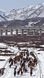 CHINA-GANSU-CABALLO DE SHANDAN