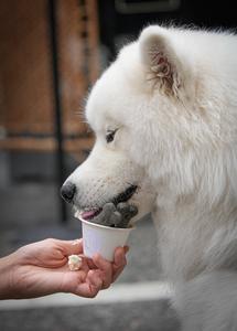 CANADA-VANCOUVER-DIA DEL PERRO-PET-A-PALOOZA