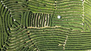 CHINA-GUANGXI-SANJIANG-TE