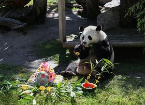 ESPAÑA-MADRID-PANDAS GIGANTES-CUMPLEAÑOS