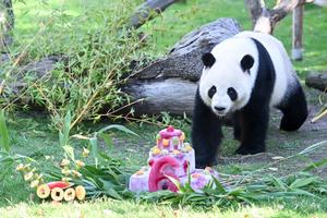 ESPAÑA-MADRID-PANDAS GIGANTES-CUMPLEAÑOS
