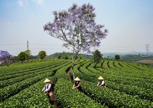 CHINA-YUNNAN-PU'ER-JARDIN DE TE-COSECHA
