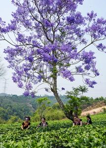 CHINA-YUNNAN-PU'ER-JARDIN DE TE-COSECHA
