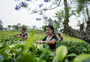 CHINA-YUNNAN-PU'ER-JARDIN DE TE-COSECHA