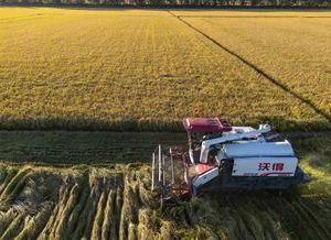 CHINA-HEILONGJIANG-TEMPORADA DE COSECHA