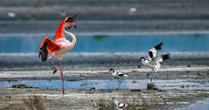 CHINA-SHANXI-YUNCHENG-LAGO SALADO-AVES