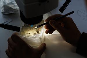 CHINA-BEIJING-ANTIGUOS FOSILES DE PECES CHINOS-EVOLUCION "PEZ A HUMANO"