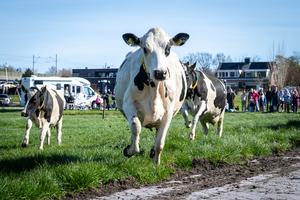 PAISES BAJOS-WARMOND-PRIMAVERA-VACAS-PRODUCCION LECHERA