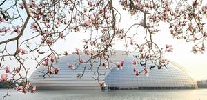 CHINA-BEIJING-FLORES DE MAGNOLIA-PAISAJE