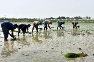 PAKISTAN-LAHORE-PLANTULAS DE ARROZ-SIEMBRA