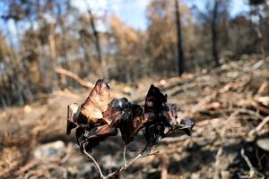 FRANCIA-SEINE-ET-MARNE-BOSQUE DE FONTAINEBLEAU-INCENDIO FORESTAL-SECUELAS