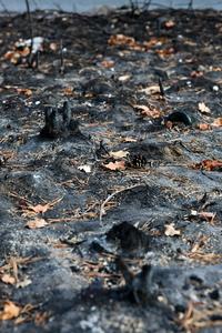 FRANCIA-SEINE-ET-MARNE-BOSQUE DE FONTAINEBLEAU-INCENDIO FORESTAL-SECUELAS