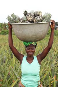 BENIN-ZE-PIÑA-COSECHA