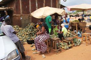 BENIN-ZE-PIÑA-COSECHA