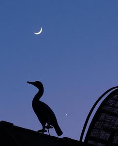 CHINA-HEILONGJIANG-VISTA DEL CIELO-LUNA Y VENUS