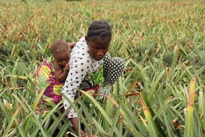 BENIN-ZE-PIÑA-COSECHA