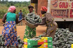 BENIN-ZE-PIÑA-COSECHA
