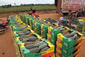 BENIN-ZE-PIÑA-COSECHA