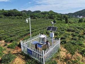 CHINA-ANHUI-QIMEN-INDUSTRIA DEL TE-ACTUALIZACIONES