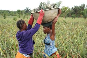 BENIN-ZE-PIÑA-COSECHA