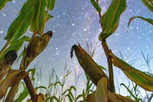 CHINA-HEILONGJIANG-CIELO ESTRELLADO-AGRICULTURA