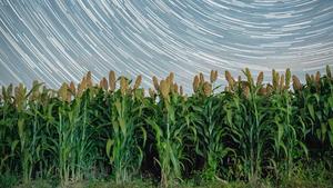 CHINA-HEILONGJIANG-CIELO ESTRELLADO-AGRICULTURA