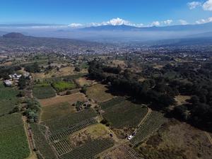 MEXICO-CIUDAD DE MEXICO-NOPAL