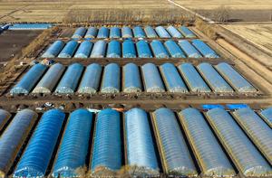 CHINA-HEILONGJIANG-GRUPO BEIDAHUANG-PREPARATIVOS PARA EL ARADO DE PRIMAVERA