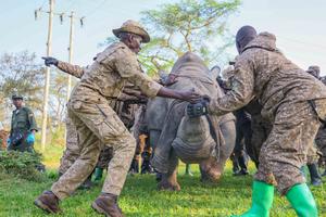 UGANDA-PARQUE NACIONAL DEL VALLE DE KIDEPO-RINOCERONTES-REINTRODUCCION