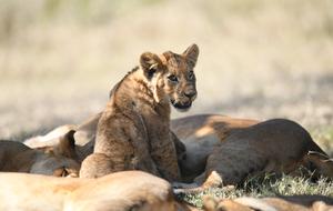 KENIA-VIDA SILVESTRE-TURISMO