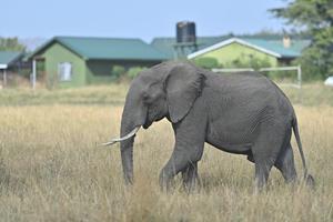 KENIA-VIDA SILVESTRE-TURISMO