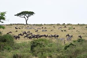 KENIA-VIDA SILVESTRE-TURISMO