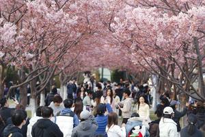 CHINA-PAISAJE PRIMAVERAL-TURISMO