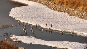 CHINA-HEILONGJIANG-AVES