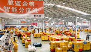 CHINA-GUANGXI-LIUZHOU-RONG'AN-KUMQUATS