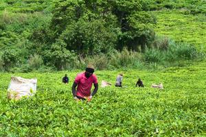 CAMERUN-REGION OCCIDENTAL-PLANTACION DE TE DE DJUTTITSA