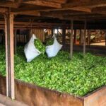 CAMERUN-REGION OCCIDENTAL-PLANTACION DE TE DE DJUTTITSA
