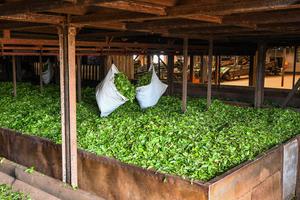 CAMERUN-REGION OCCIDENTAL-PLANTACION DE TE DE DJUTTITSA