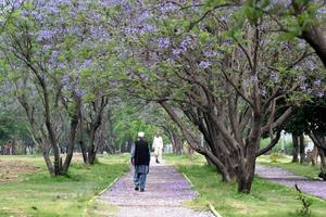 PAKISTAN-ISLAMABAD-JACARANDAS-FLORACION