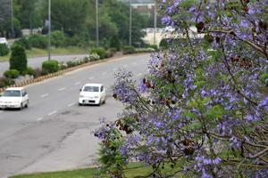 PAKISTAN-ISLAMABAD-JACARANDAS-FLORACION