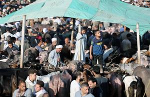 EGIPTO-GIZA-EID AL-ADHA-MERCADO GANADERO