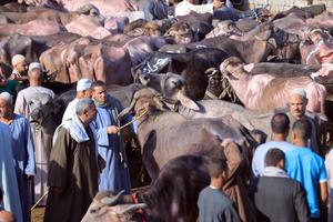 EGIPTO-GIZA-EID AL-ADHA-MERCADO GANADERO