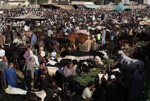 EGIPTO-GIZA-EID AL-ADHA-MERCADO GANADERO