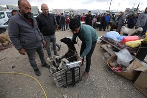 MEDIO ORIENTE-CISJORDANIA-NAPLUSA-MERCADO DE GANADO-EID AL-ADHA