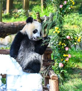 CHINA-CHONGQING-CACHORRO DE PANDA-CUMPLEAÑOS