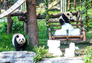CHINA-CHONGQING-CACHORRO DE PANDA-CUMPLEAÑOS